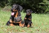 BEAUCERON - ADULTS and PUPPIES 023